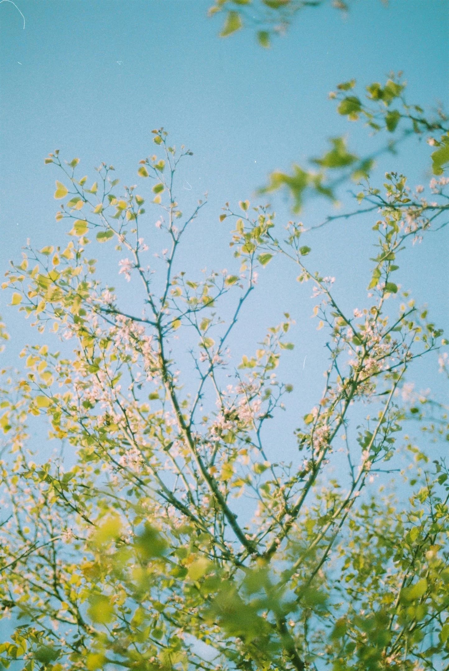 Branches d’un arbre en fleurs blanc-rosé, vues en contre-plongée sur un ciel bleu