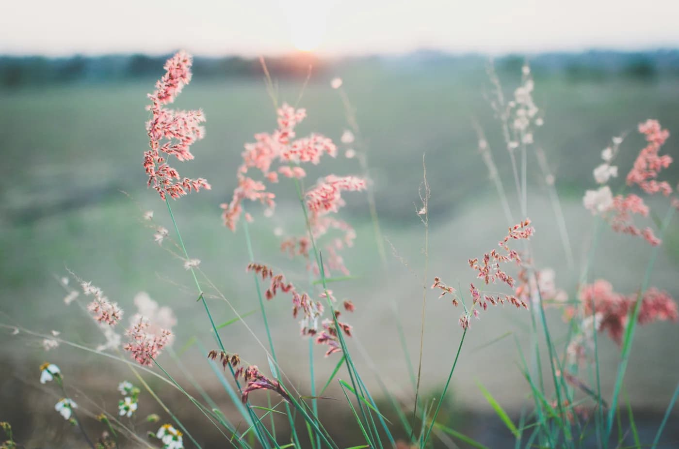 Herbes folles et petites fleurs roses en premier plan, prairie floue derrière